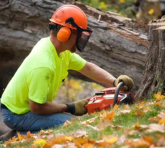 tree services Richfield Springs